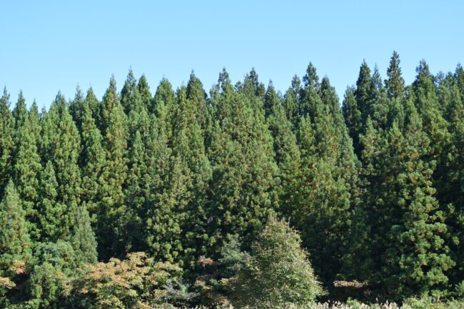 農地や山林の写真